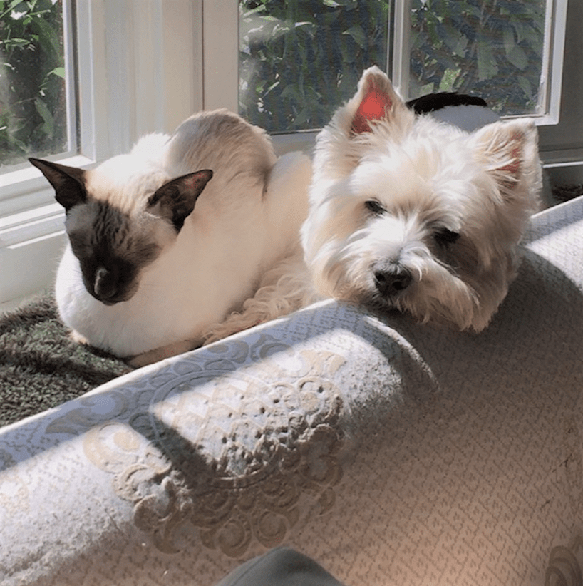 cat and dog relaxing in the sun