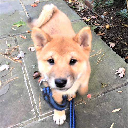Shibu Inu during a dog walk