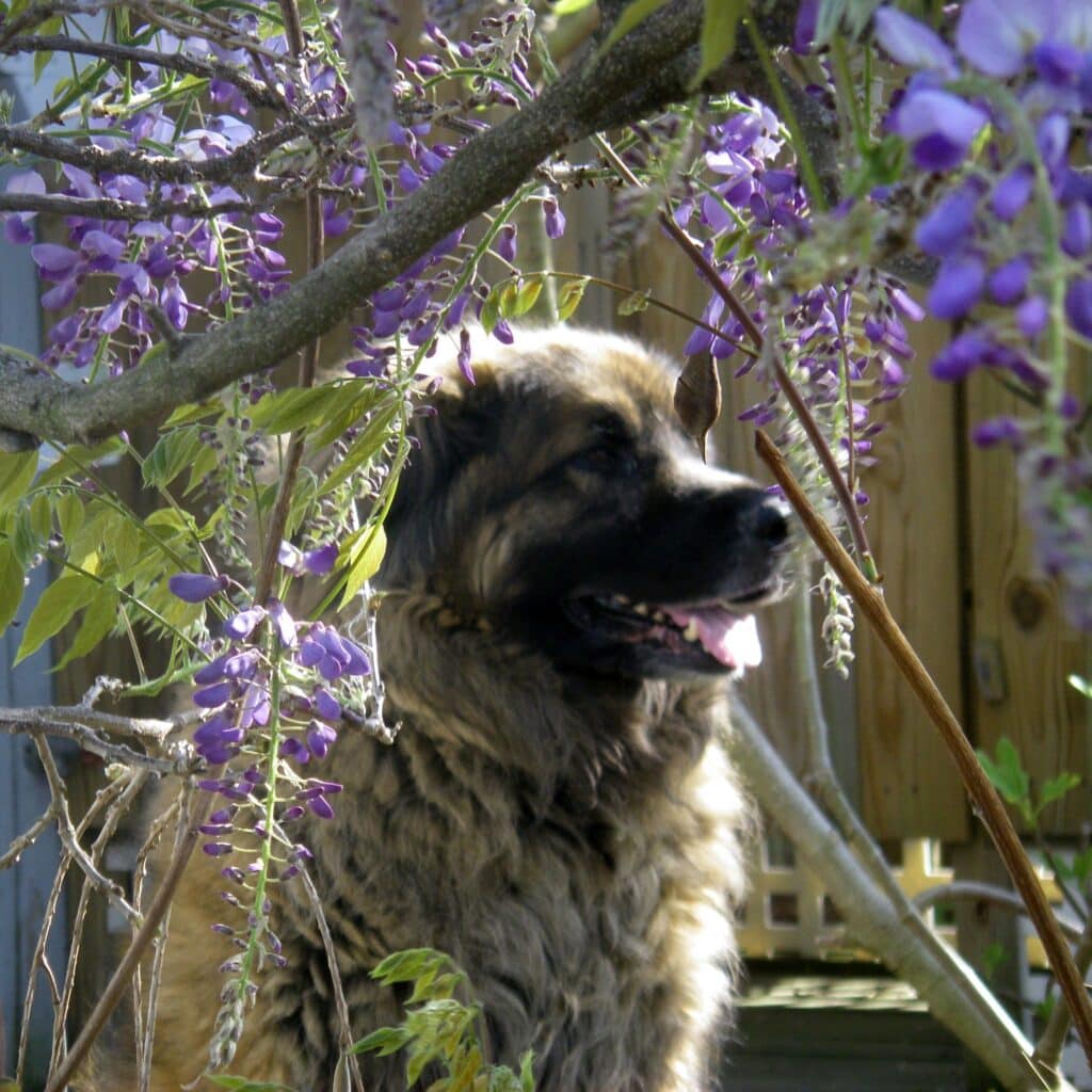Dog framed by purple flowers